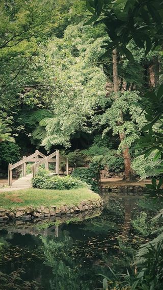 Hemmeligheden bag et grønnere hjem med sedumtag